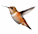 右のはち鳥